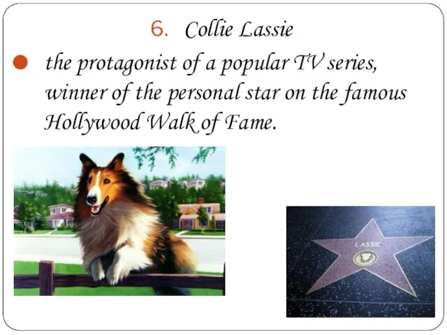 Collie Lassie the protagonist of a popular TV series, winner of the