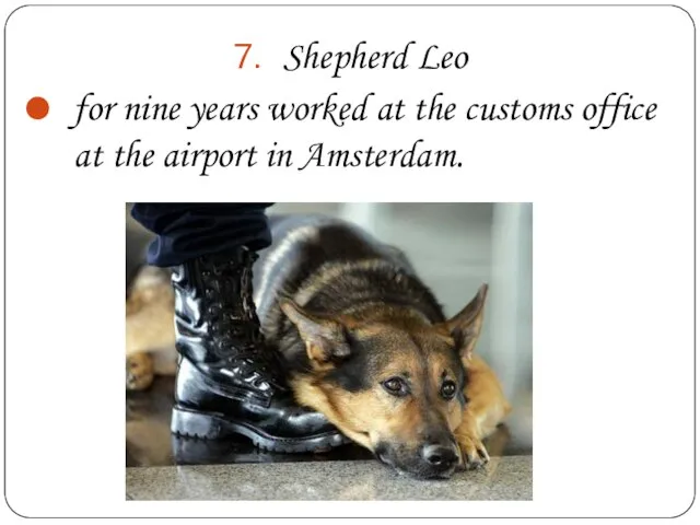 Shepherd Leo for nine years worked at the customs office at the airport in Amsterdam.