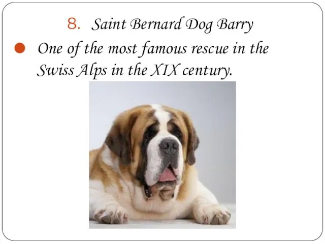 Saint Bernard Dog Barry One of the most famous rescue in the