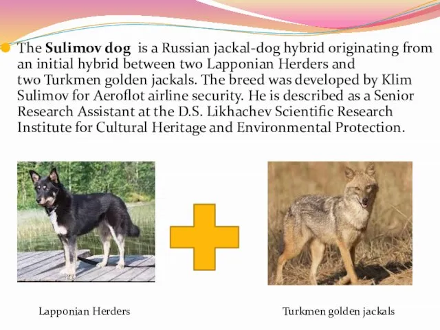 The Sulimov dog is a Russian jackal-dog hybrid originating from an initial