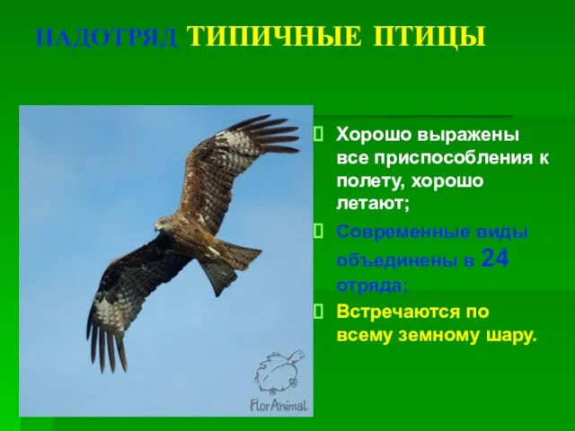 НАДОТРЯД ТИПИЧНЫЕ ПТИЦЫ Хорошо выражены все приспособления к полету, хорошо летают; Современные