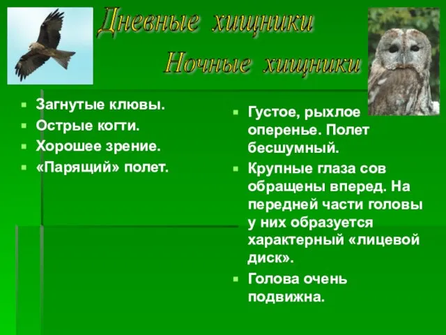 Загнутые клювы. Острые когти. Хорошее зрение. «Парящий» полет. Густое, рыхлое оперенье. Полет