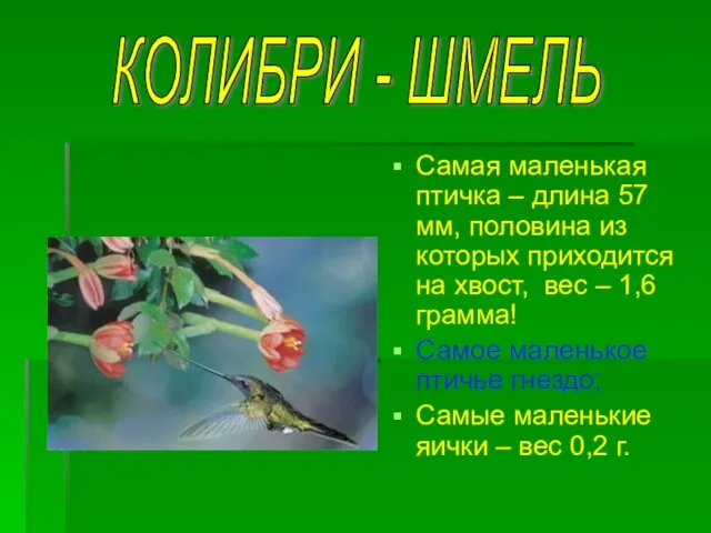 Самая маленькая птичка – длина 57 мм, половина из которых приходится на