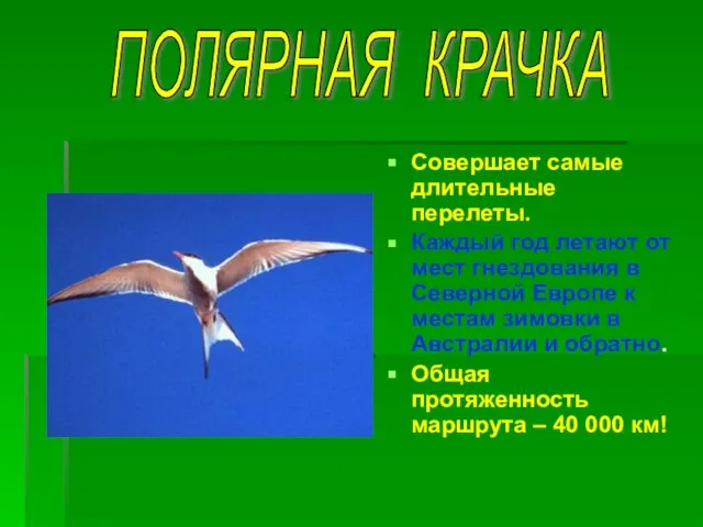 Совершает самые длительные перелеты. Каждый год летают от мест гнездования в Северной