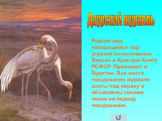 Даурский журавль Редкий вид, находящийся под угрозой исчезновения. Внесен в Красную Книгу