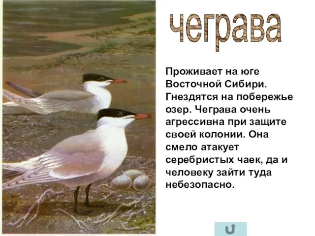 чеграва Проживает на юге Восточной Сибири. Гнездятся на побережье озер. Чеграва очень