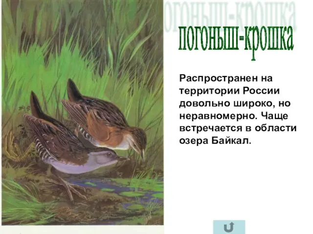 погоныш-крошка Распространен на территории России довольно широко, но неравномерно. Чаще встречается в области озера Байкал.
