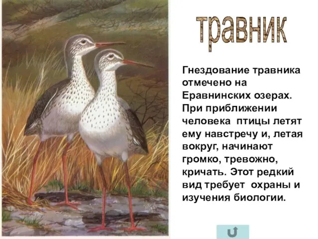 травник Гнездование травника отмечено на Еравнинских озерах. При приближении человека птицы летят