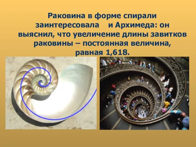 Раковина в форме спирали заинтересовала и Архимеда: он выяснил, что увеличение длины