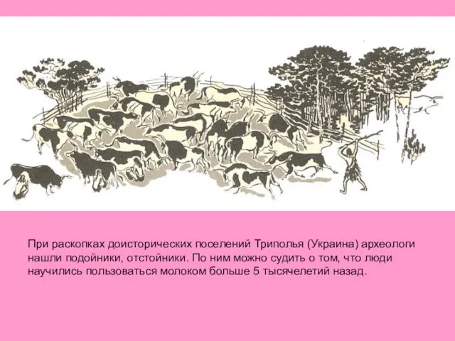 При раскопках доисторических поселений Триполья (Украина) археологи нашли подойники, отстойники. По ним