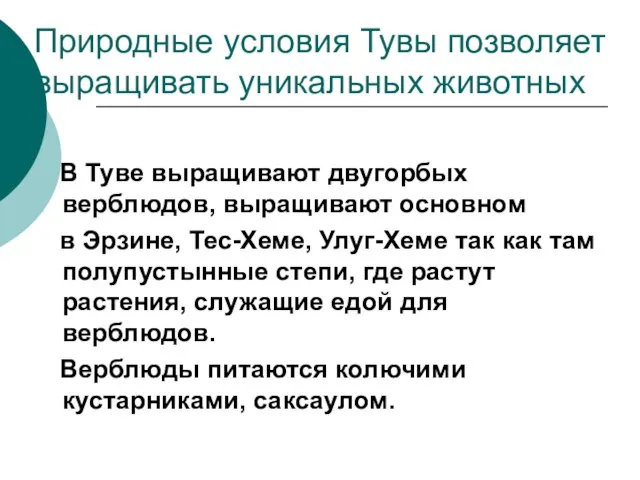 Природные условия Тувы позволяет выращивать уникальных животных В Туве выращивают двугорбых верблюдов,