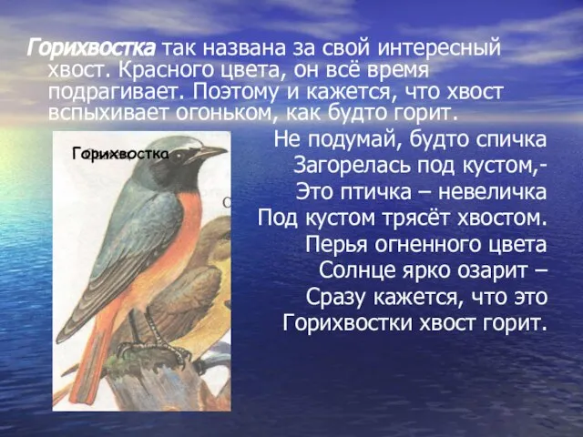 Горихвостка так названа за свой интересный хвост. Красного цвета, он всё время