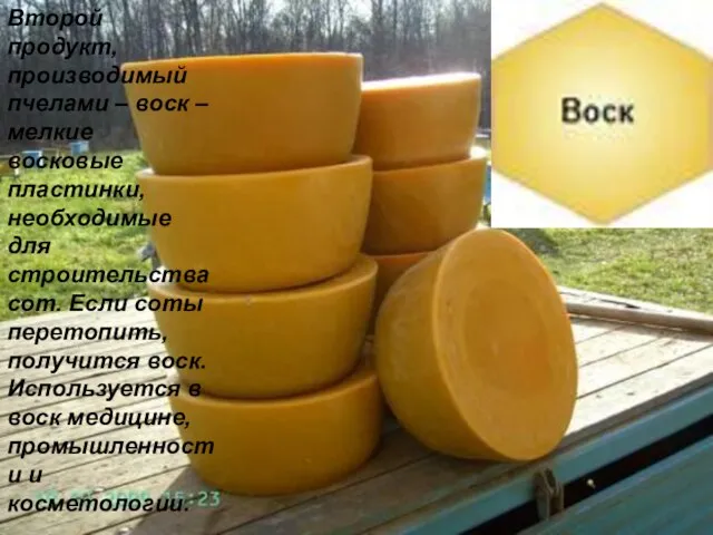 Второй продукт, производимый пчелами – воск – мелкие восковые пластинки, необходимые для