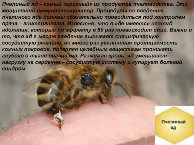 Пчелиный яд – самый «грозный» из продуктов пчеловодства. Это мощнейший иммуностимулятор. Процедуры