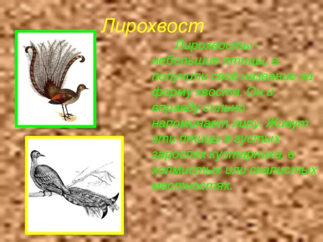 Лирохвост Лирохвосты - небольшие птицы, а получили своё название за форму хвоста.