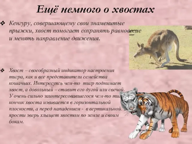 Ещё немного о хвостах Кенгуру, совершающему свои знаменитые прыжки, хвост помогает сохранять