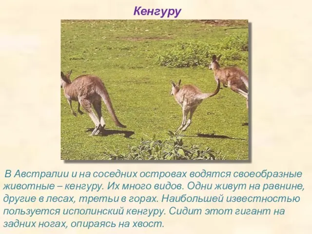 Кенгуру В Австралии и на соседних островах водятся своеобразные животные – кенгуру.