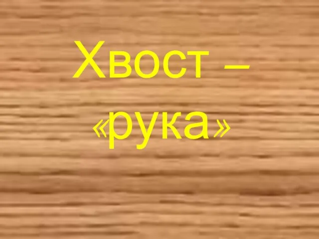 Хвост – «рука»