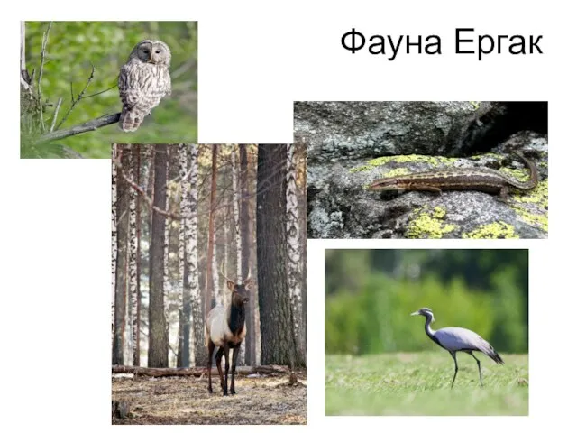 Фауна Ергак