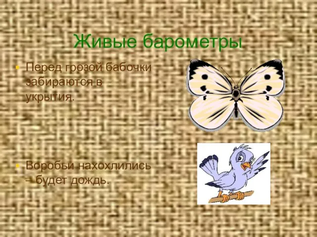 Живые барометры Перед грозой бабочки забираются в укрытия. Воробьи нахохлились – будет дождь.