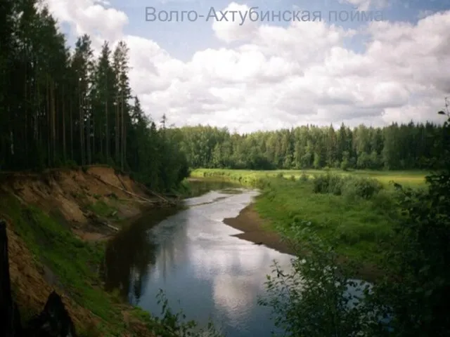 Разнотравно-типчаково - ковыльная степь Тюльпан степной ирисы шалфей Мятлик узколистный Ковыль степной