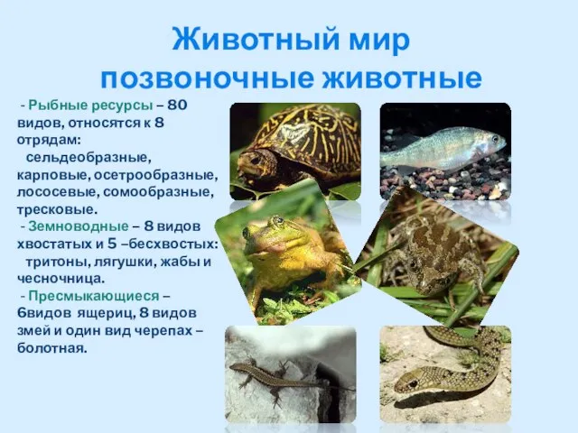 Животный мир позвоночные животные - Рыбные ресурсы – 80 видов, относятся к