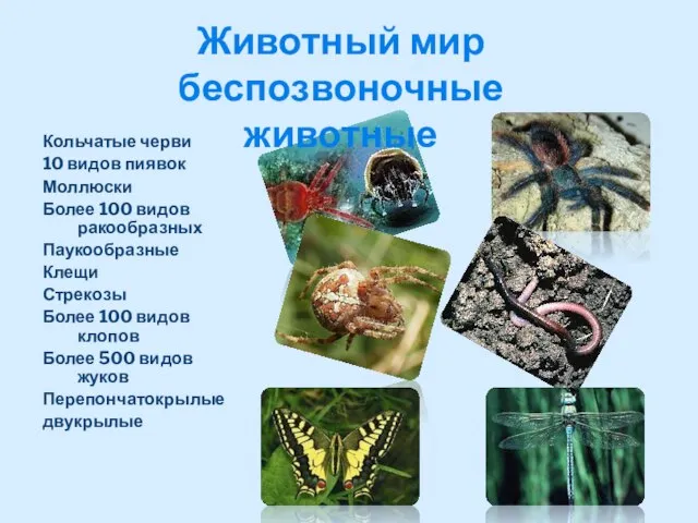 Кольчатые черви 10 видов пиявок Моллюски Более 100 видов ракообразных Паукообразные Клещи