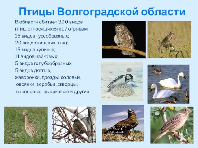 В области обитает 300 видов птиц, относящихся к 17 отрядам 15 видов