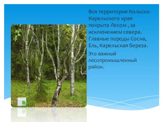 Вся территория Кольско-Карельского края покрыта Лесом , за исключением севера. Главные породы