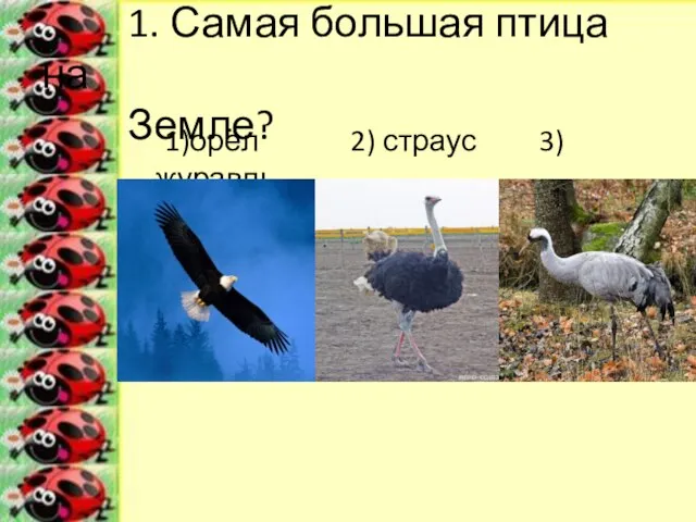 1. Самая большая птица на Земле? 1)орёл 2) страус 3) журавль