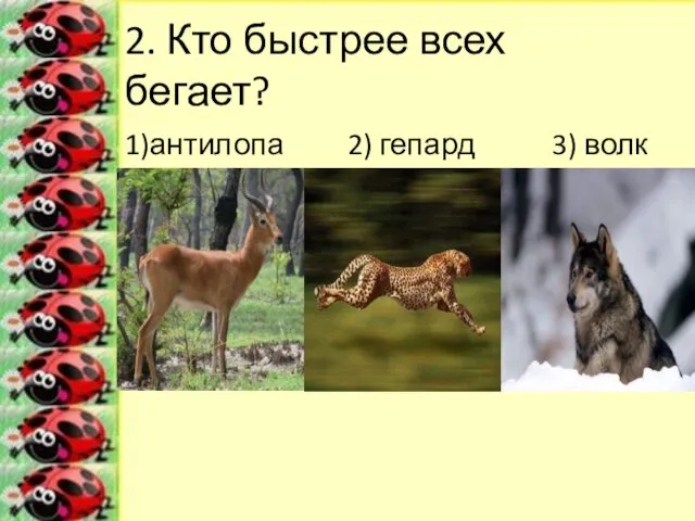 2. Кто быстрее всех бегает? 1)антилопа 2) гепард 3) волк