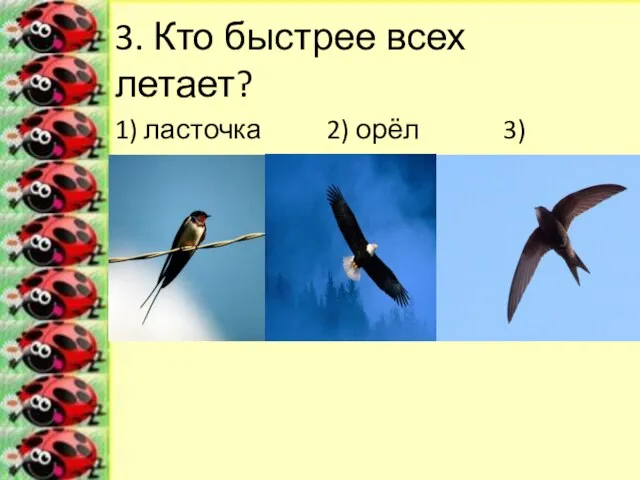 3. Кто быстрее всех летает? 1) ласточка 2) орёл 3) стриж