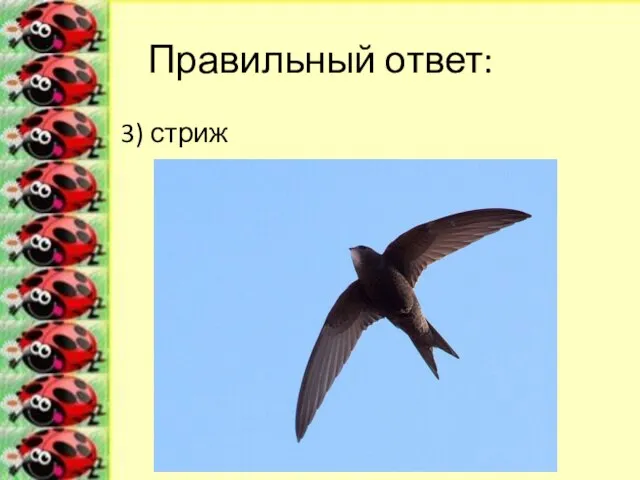 Правильный ответ: 3) стриж