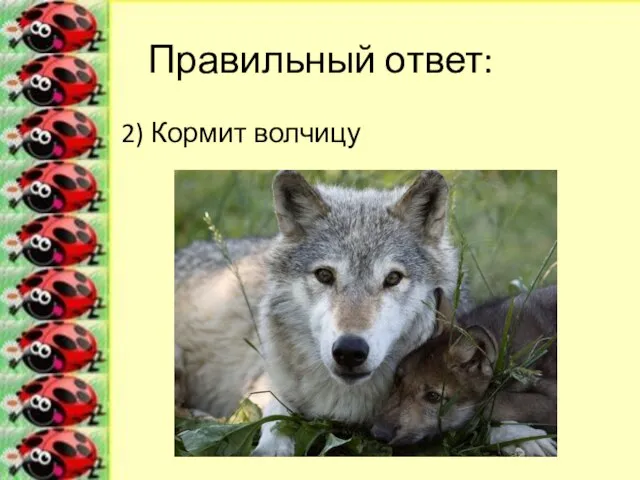 Правильный ответ: 2) Кормит волчицу