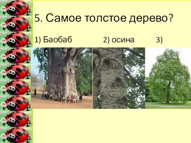 5. Самое толстое дерево? 1) Баобаб 2) осина 3) тополь