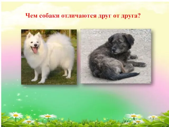 Чем собаки отличаются друг от друга?