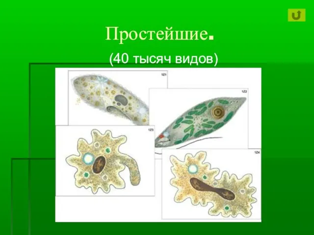 Простейшие. (40 тысяч видов)