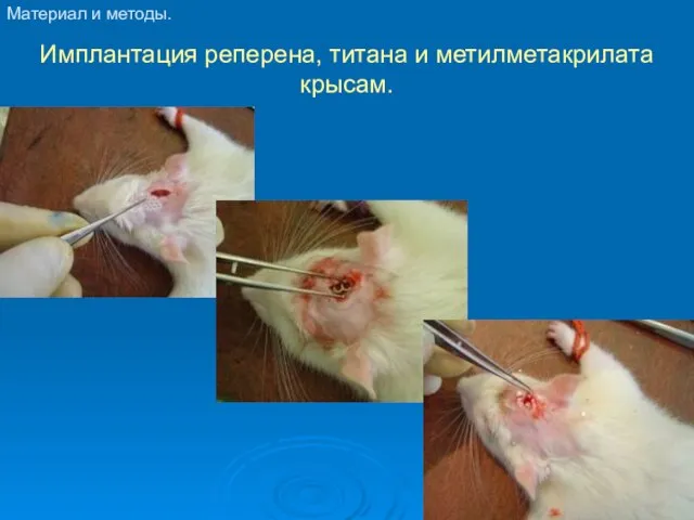 Имплантация реперена, титана и метилметакрилата крысам. Материал и методы.