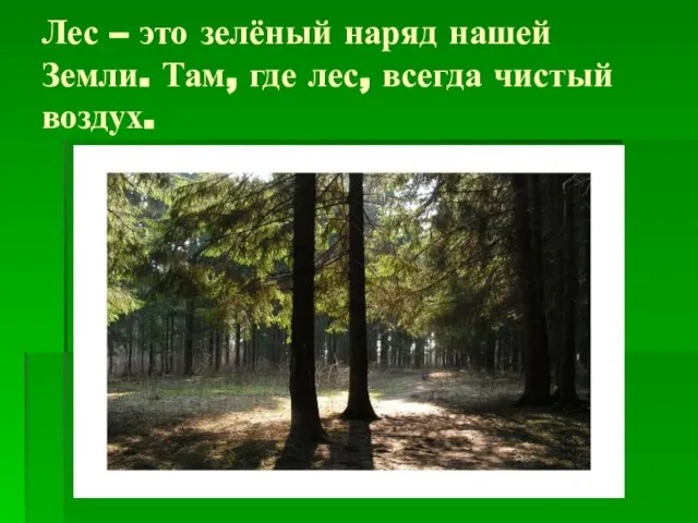 Лес – это зелёный наряд нашей Земли. Там, где лес, всегда чистый воздух.