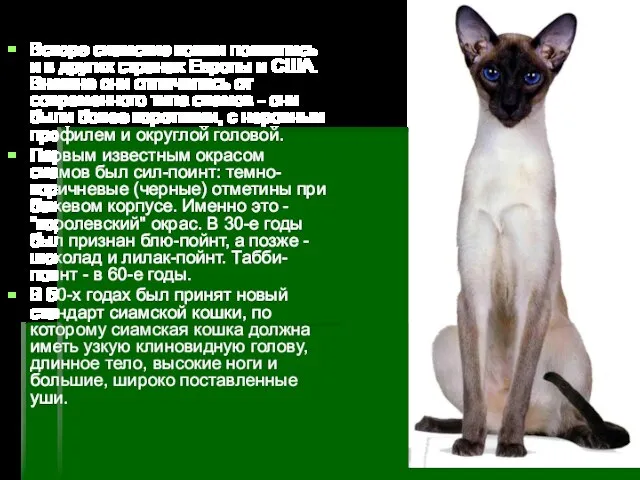 Вскоре сиамские кошки появились и в других странах Европы и США. Внешне