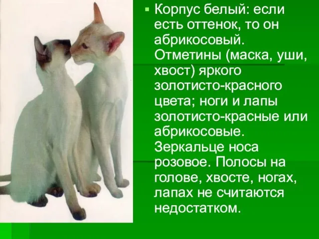 Корпус белый: если есть оттенок, то он абрикосовый. Отметины (маска, уши, хвост)