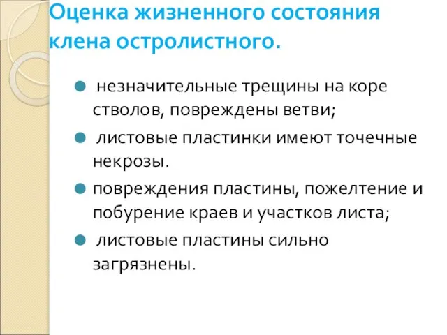 Оценка жизненного состояния клена остролистного. незначительные трещины на коре стволов, повреждены ветви;