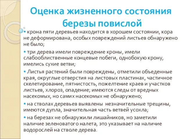 Оценка жизненного состояния березы повислой • крона пяти деревьев находится в хорошем