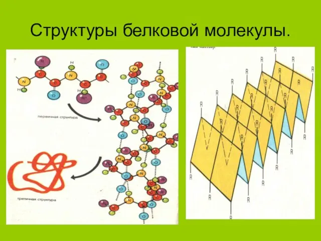 Структуры белковой молекулы.