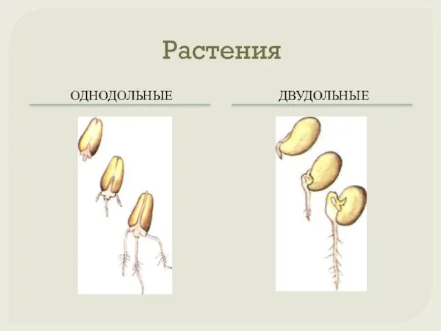 Растения ОДНОДОЛЬНЫЕ ДВУДОЛЬНЫЕ