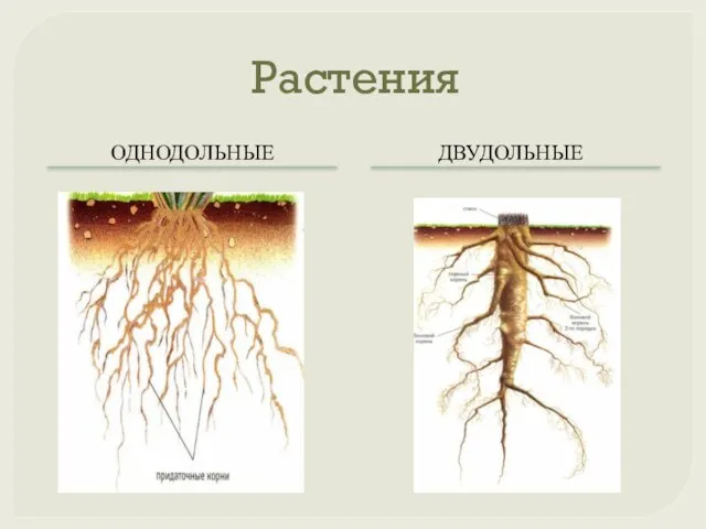 Растения ОДНОДОЛЬНЫЕ ДВУДОЛЬНЫЕ