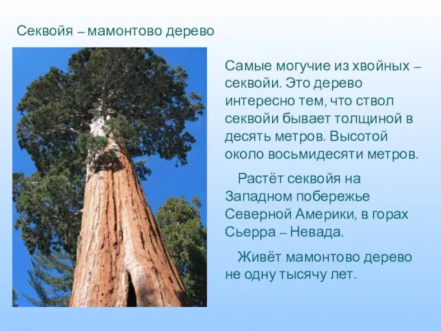 Секвойя – мамонтово дерево Самые могучие из хвойных – секвойи. Это дерево