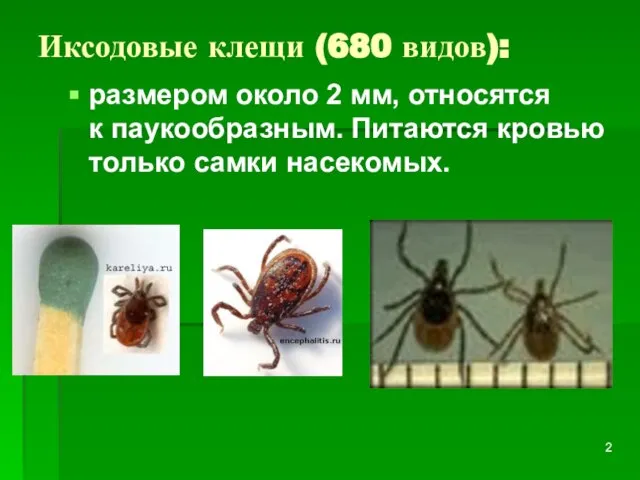 Иксодовые клещи (680 видов): размером около 2 мм, относятся к паукообразным. Питаются кровью только самки насекомых.