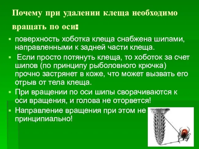 Почему при удалении клеща необходимо вращать по оси: поверхность хоботка клеща снабжена