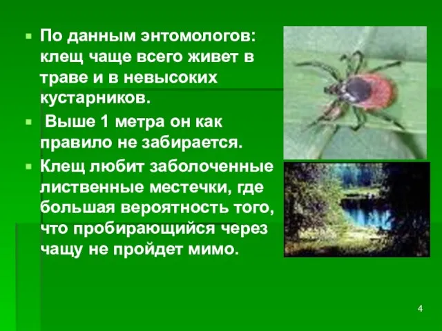 По данным энтомологов: клещ чаще всего живет в траве и в невысоких